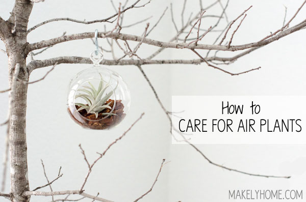 How to Care for Air Plants via MakelyHome.com