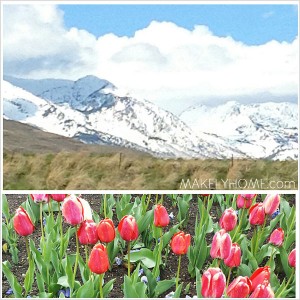 Mountains and Tulips at Thanksgiving Point in Lehi, Utah