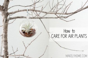 How to Display and Care for Air Plants via MakelyHome.com