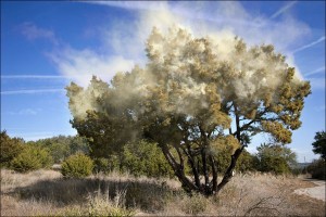 Easy Ways to Cope with the Cedar Pollen in Austin and Central Texas